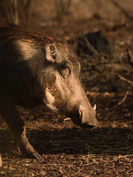 histoire legende jambon bayonne