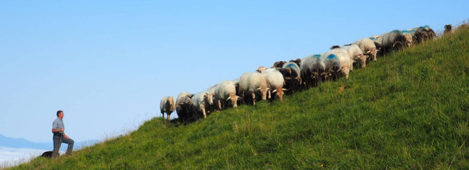 Respecter le rythme naturel des brebis : un pilier essentiel de l’Ossau-Iraty AOP
