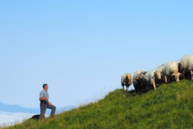 Respecter le rythme naturel des brebis : un pilier essentiel de l’Ossau-Iraty AOP