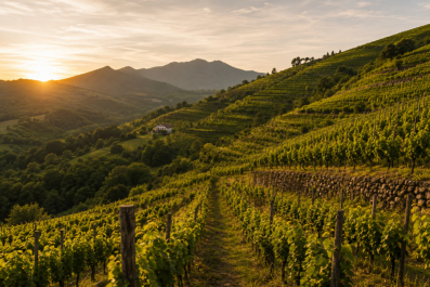 Découvrez les vins d'Irouléguy AOP, l'expression du terroir basque